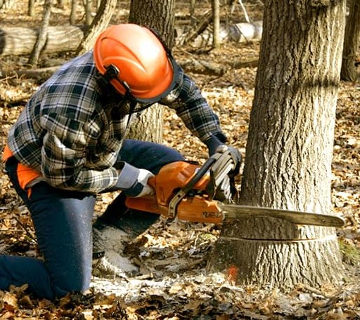 Tree Removal in Blue Jay, CA